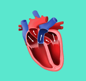 Corazón latienda a ritmo normal